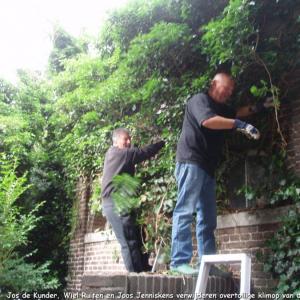 Verwijderen van klimop dat de Missiekapel overwoekerd op 6 juni 2009